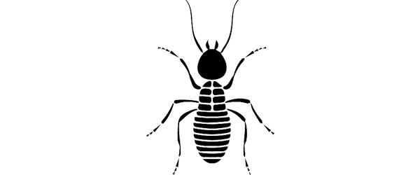 termite control doha qatar 2